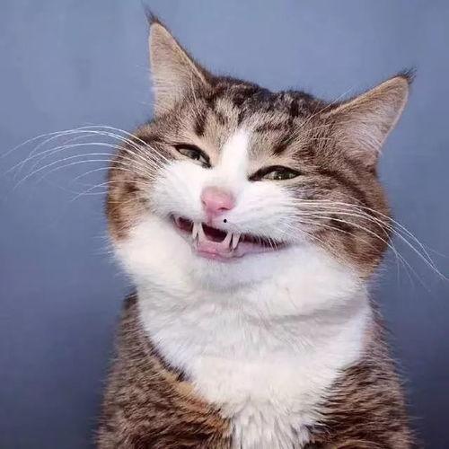 网红猫吃瓜,揭秘娱乐圈幕后故事